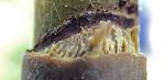 photo 35- Ligule de gaine de chaume et cicatrice blanche de la languette sur G montana