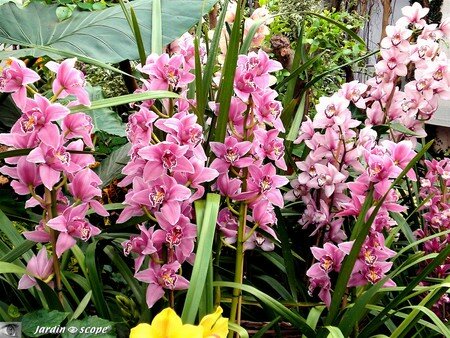 Cymbidium_Lillian_Stewart