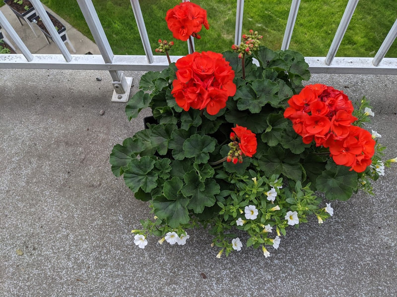 plante 2