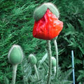 Pavots-1