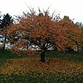 Auprès de nos arbres (suite)