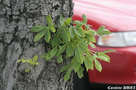 11_mai_2007_068_copie
