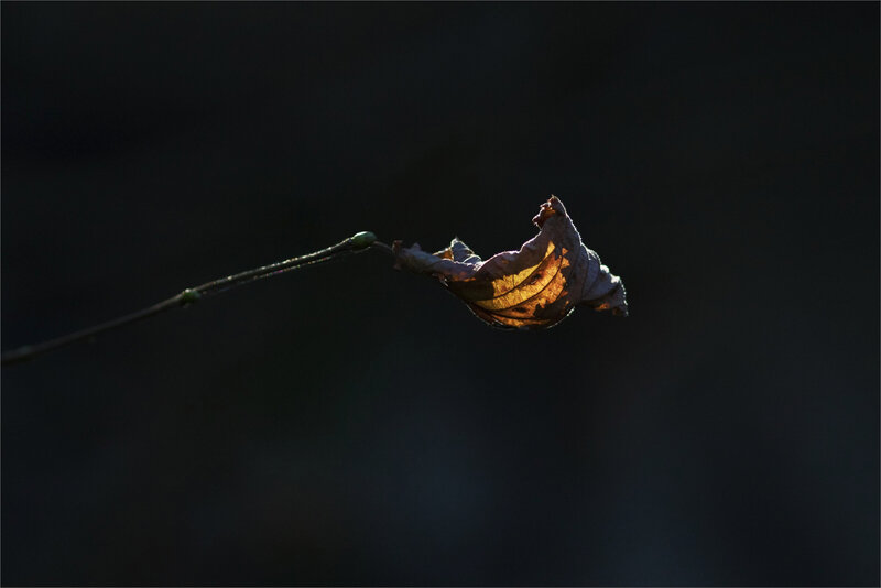 Feuille isolée lumière contrej 261120