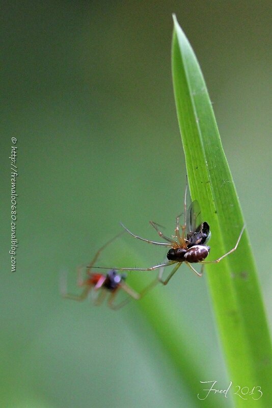 Linyphia sp