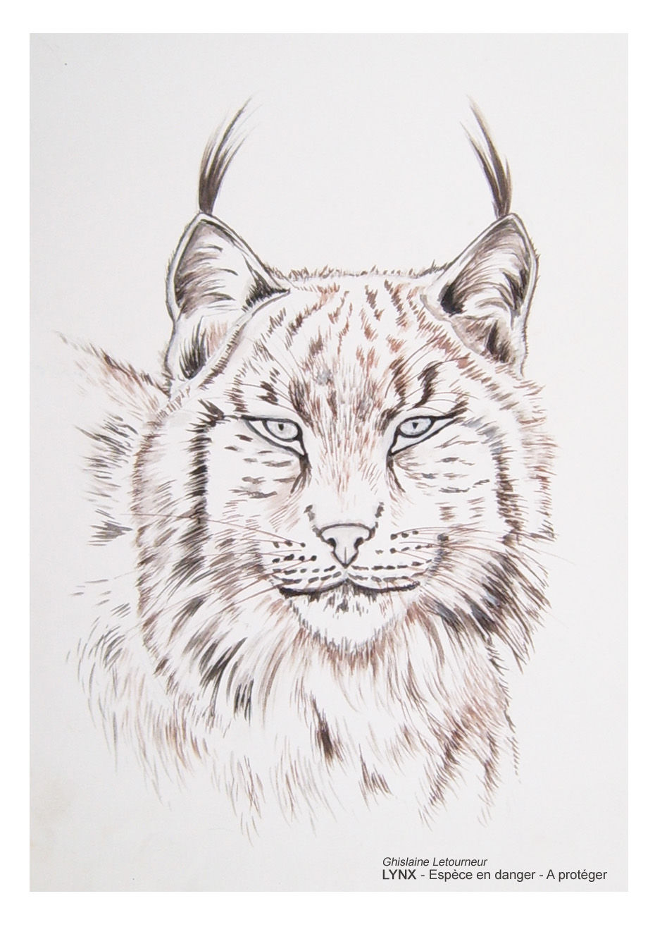 Coloriage lynx boréal dessin Grand Prédateur - Ghislaine Letourneur - Coloritul lynx - Kolorierung Luchs - Iluminación lince