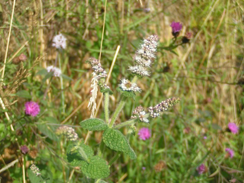menthe poivrée Photo de Fleurs comestibles Les Récoltes Sauvages de Virginie