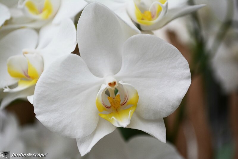 Orchidée-307
