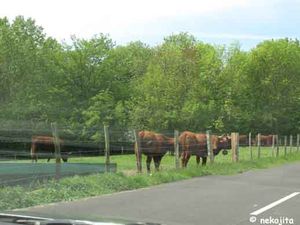 IMG_7012c