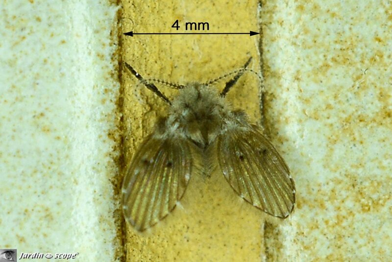Clogmia albipunctatus