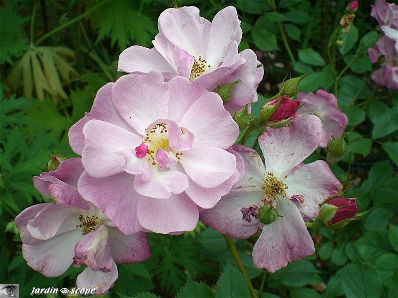 Rosier Floribunda 'Lavender dream' aux délicates fleurs