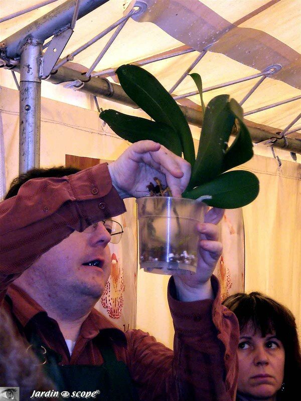 Rempotage, conseils de culture, refloraison des orchidées