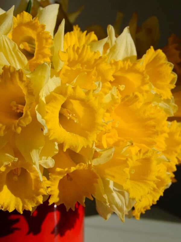 jonquilles08 Mars
