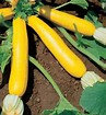 courgette jaunes
