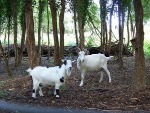 St_Nolff_chevres_08