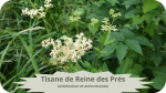 27 REINE DES PRES(4)Tisane de Reine des Prés-modified