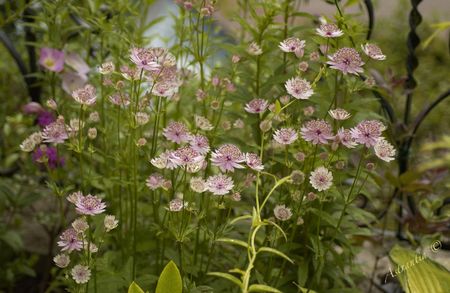 astrantia_major_buckland