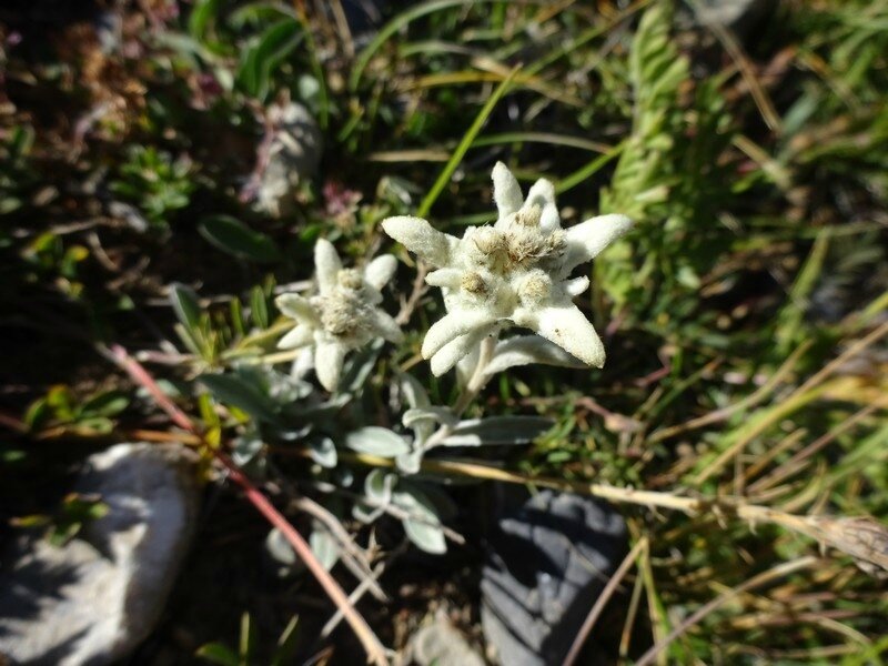 Edelweiss