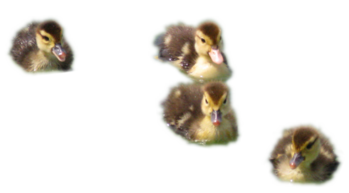 Ducklings