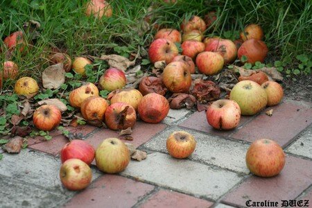 8_octobre_2007_1627_copie