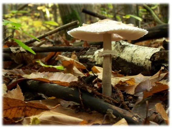 champignon