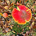 Amanite muscaria