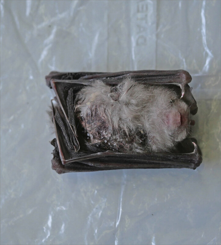 Chauve-souris morte GR chat 1 280720