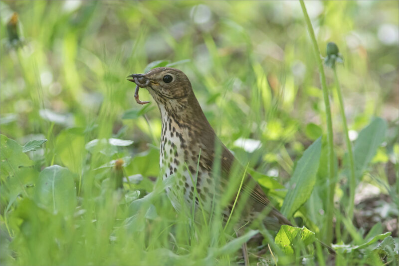 oiseau grive vers 5 010421