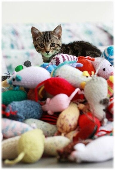 jouet chat (1)