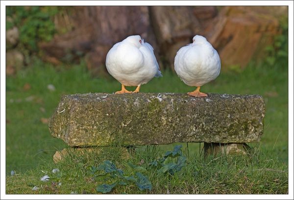 ville lulu canards blancs 030313