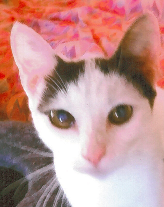 Neige