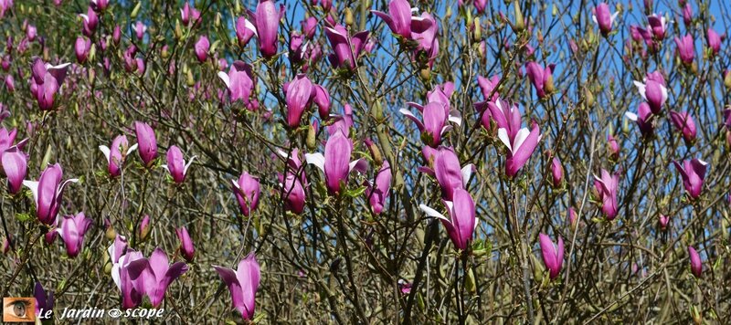 Gand magnolia du Parc Floral en fleurs