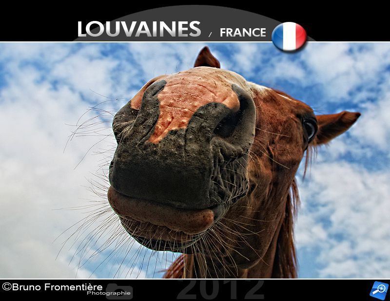 Horse head 800