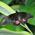 Parides sesostris • Papilionidae • Costa Rica 