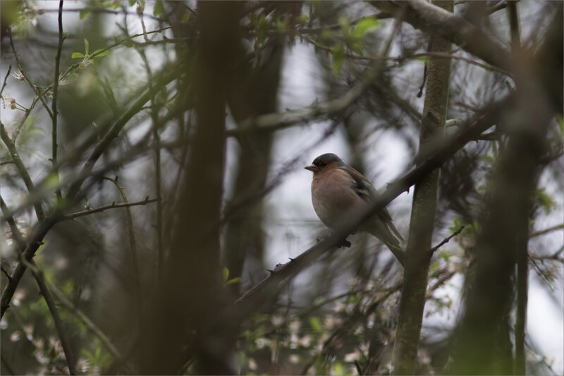 Oiseau pinson branchage 050320