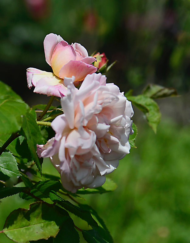 Rose Rocaille 2 31-05-22