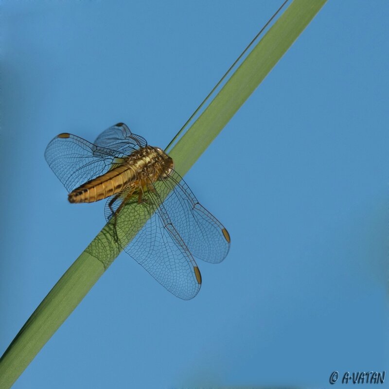 libellule-7339