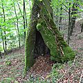 Hêtre caverneux colossal dans le fond du Castillon...
