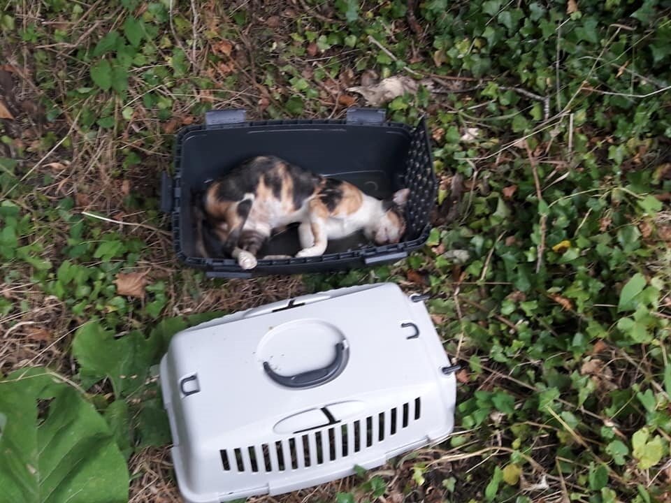 Un Chat Adulte Jeté à Leau Dans Sa Cage Saint Aubin Juillet