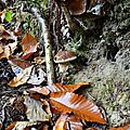 Cèpe d'été sourdant de terre...