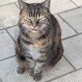 [grif'ethique] mon voisin décède, que faire de son chat?