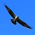 Balbuzard pêcheur, Pandion haliaetus