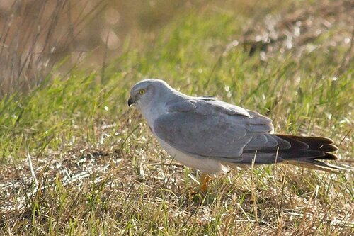 Nouveautés Photos Doiseaux