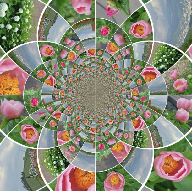 mon jardin mon plaisir d'offrir Rose63