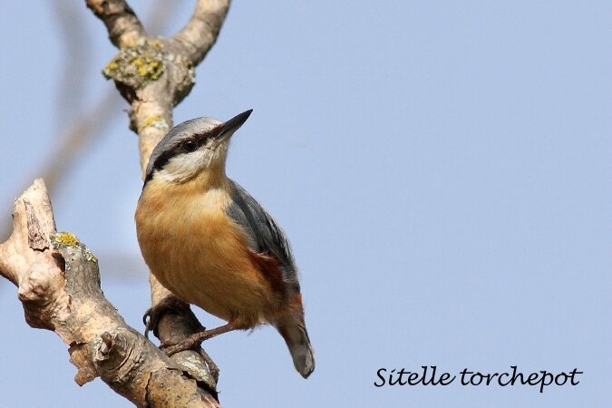 sitelle