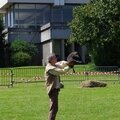 Elfics_2015_dimanche (53)