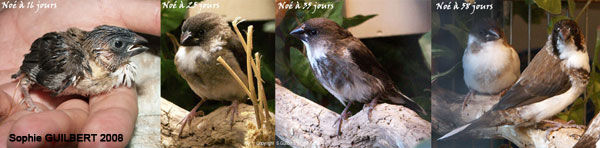 Mes Moineaux Du Japon Un Coup De Coeur Les Oiseaux De