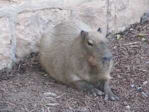 Capybara_2