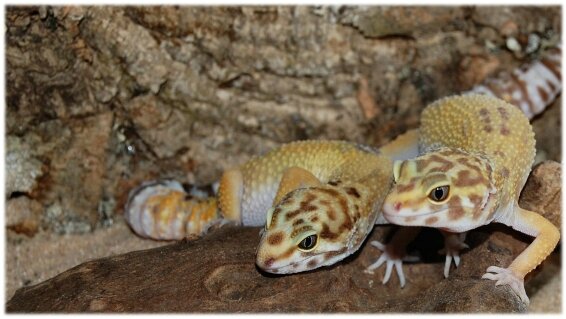 pharmaciereptile (1)