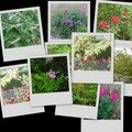 Photos du jardin, les fleurs, les essais