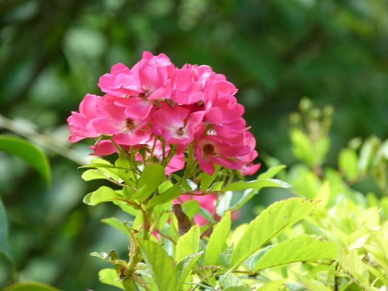 P1100291